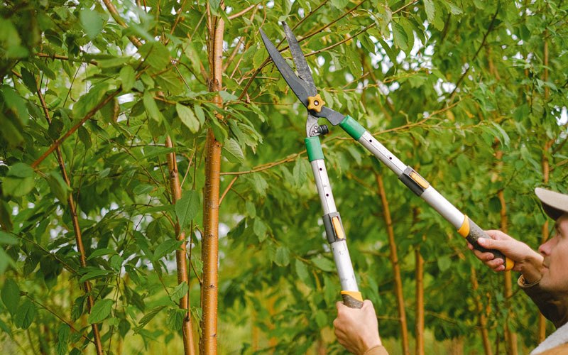 Tree trimming in Attica, IN